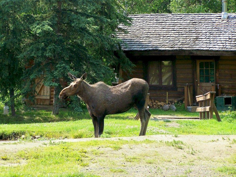 Chena Hot Springs Resort فيربانكس المظهر الخارجي الصورة